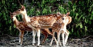 Saving Deers of Sundarban