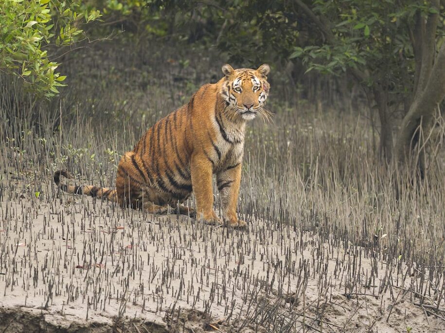 Saving Tigers of Sundarban